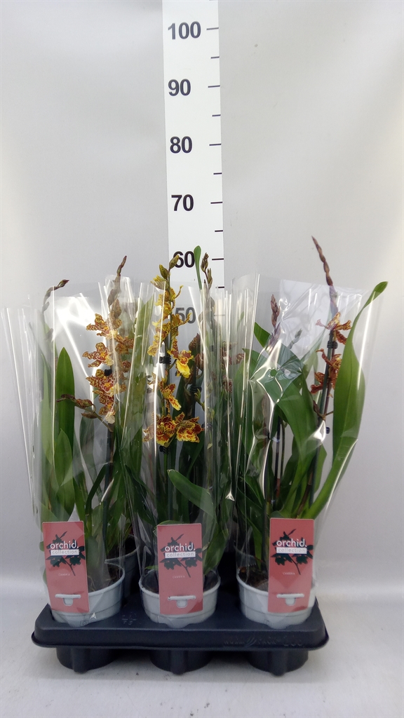 Oncidium T Xl Coral