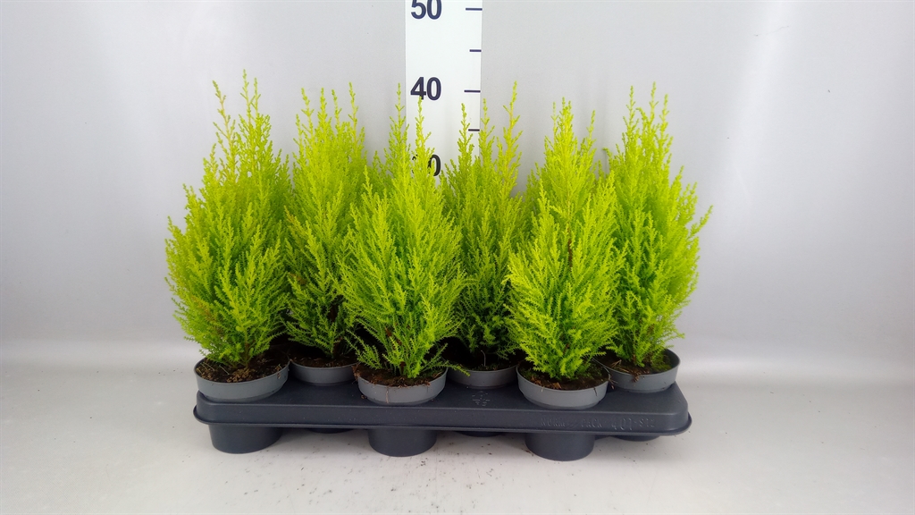 Cupressus Goldcrest Wilma 10Ø 40cm