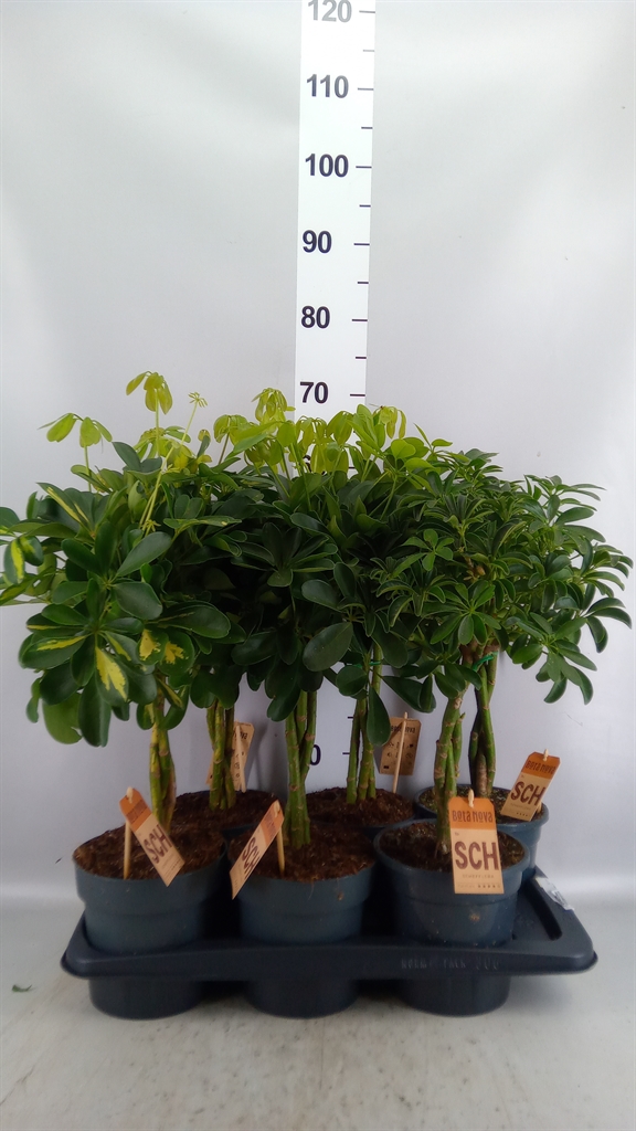 Poly Overig 17Ø 60cm