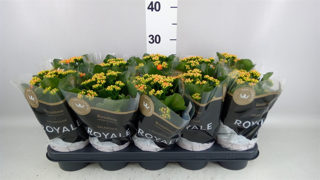 Kalanchoe Double Rosalina Don Pedro 12Ø 27cm