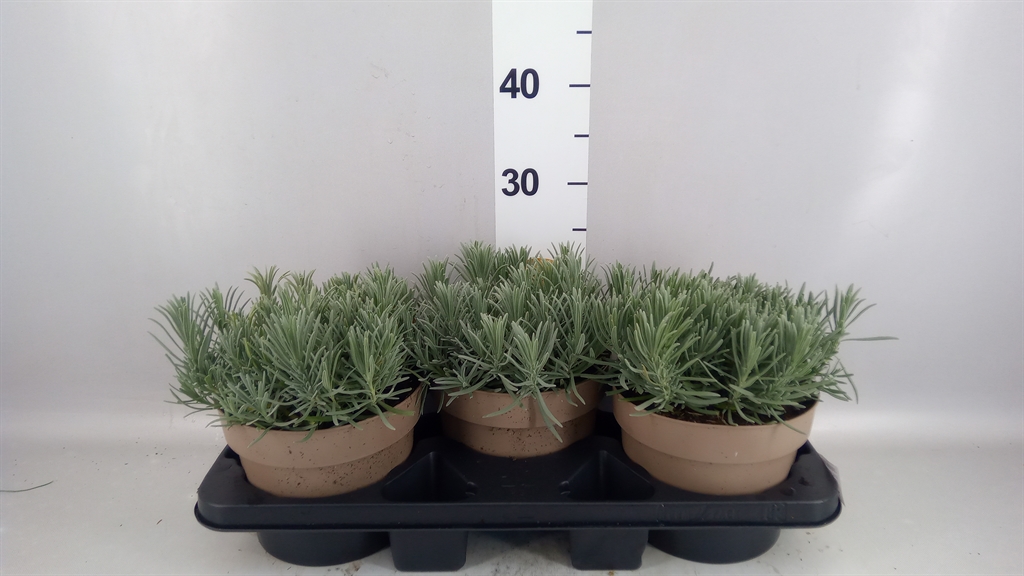 Lavandula Grosso 19Ø 20cm