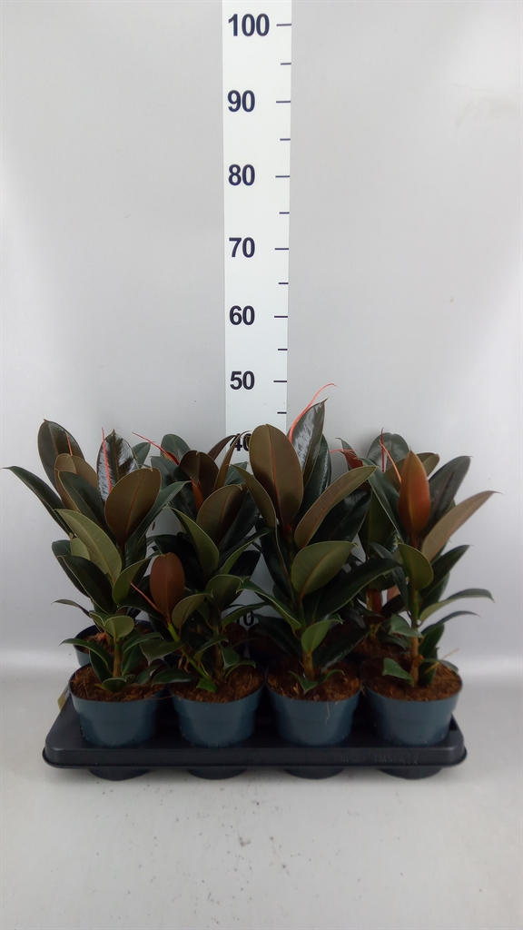 Ficus Melany 14Ø 40cm