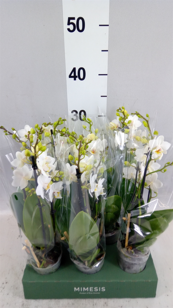 Phal Mf Ov Wit 7Ø 32cm