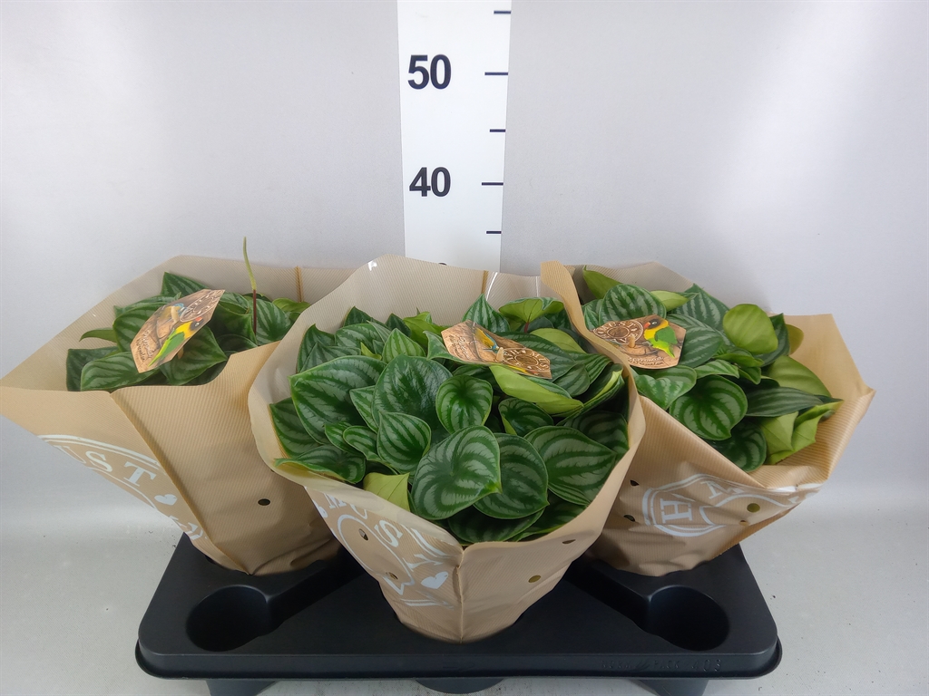 Peperomia Argyreia 17Ø 35cm