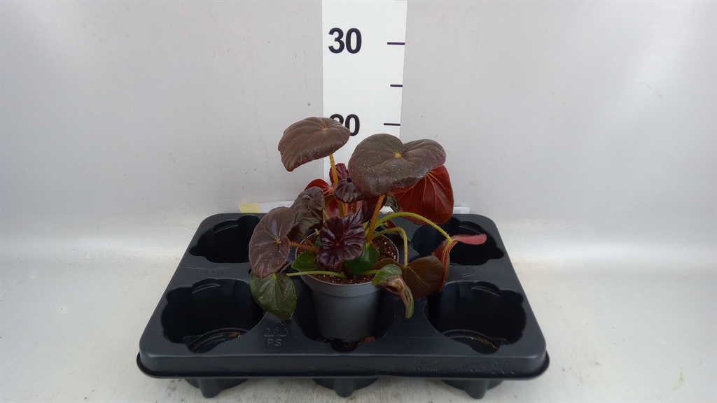 Beg Blad Overig 12Ø 25cm