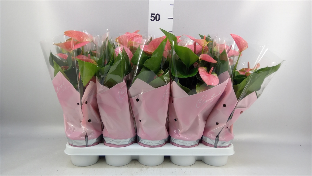 Anthurium Sweet Dream 12Ø 40cm