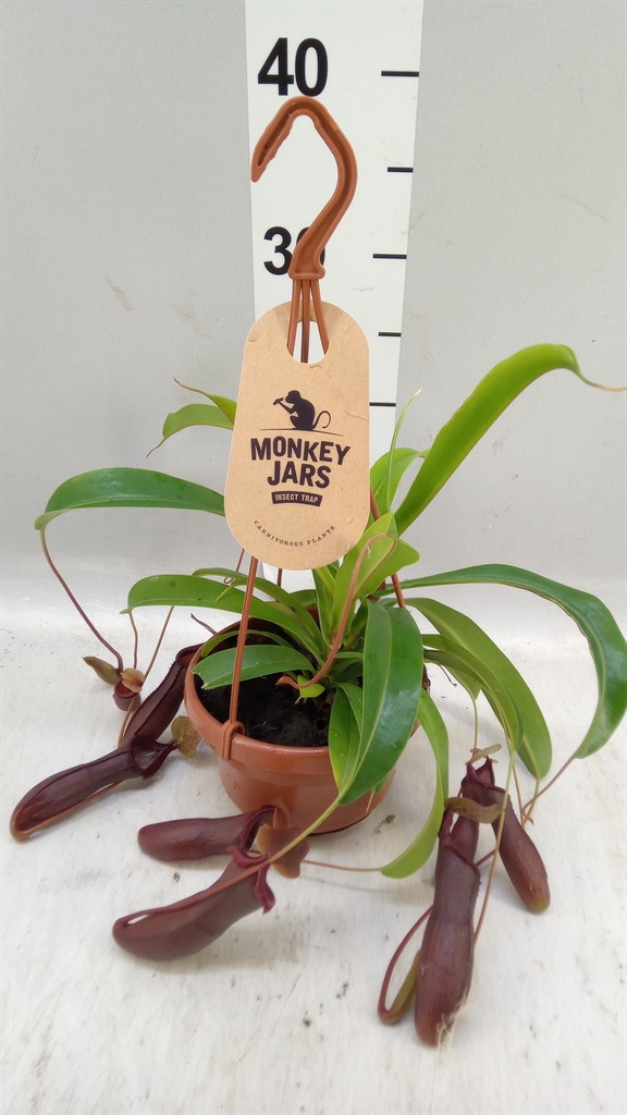 Nepenthes 14Ø 45cm