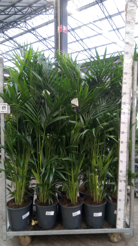 Howea Forsteriana 27Ø 160cm