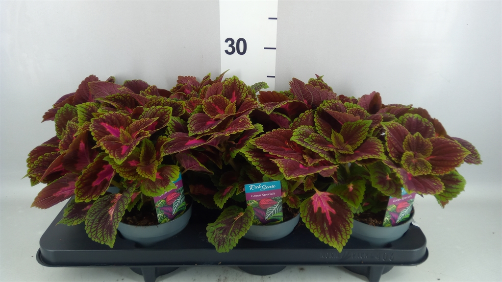 Plec C Ms Par Avenue 13Ø 20cm