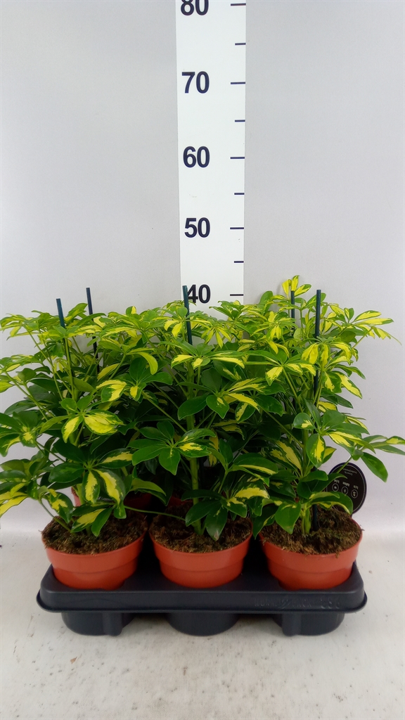 Schefflera Gerda 13Ø 45cm