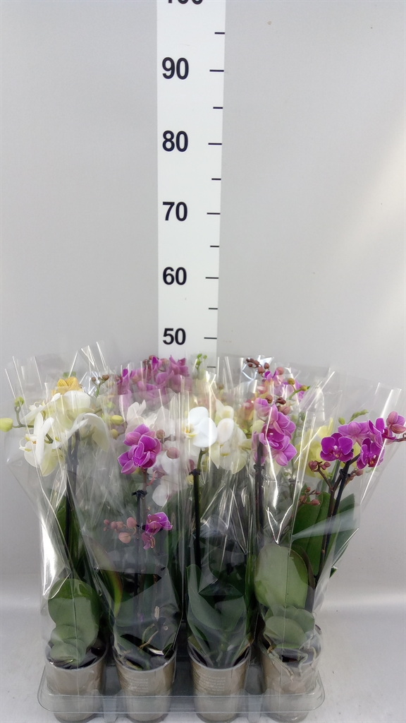 Phalaenopsis Mix 9Ø 32cm 2st