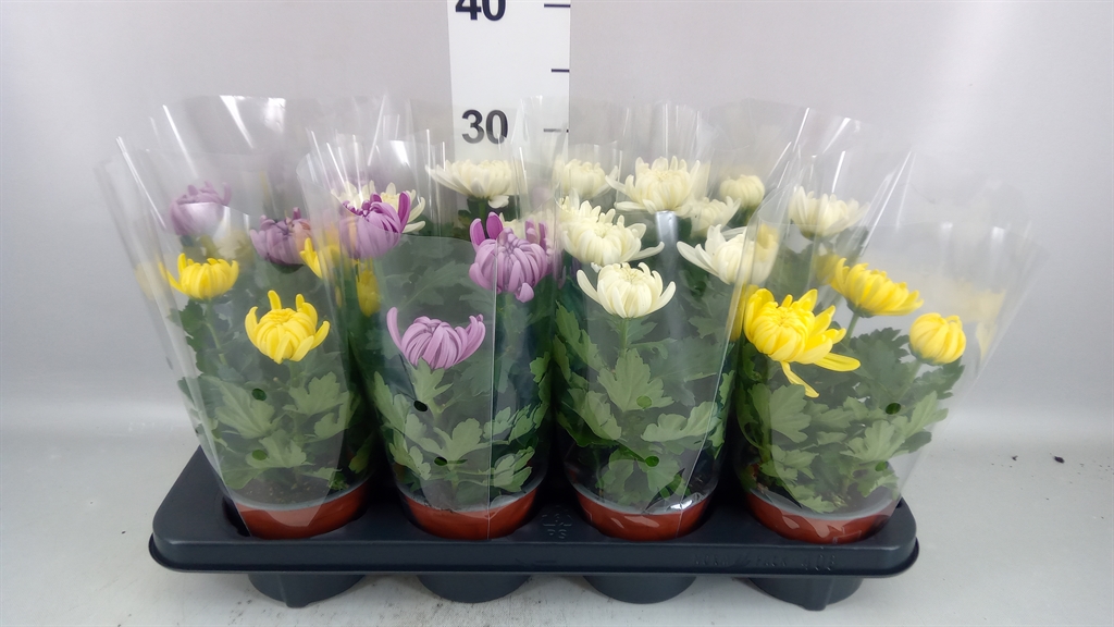 Chrys Kena Gem 12Ø 25cm