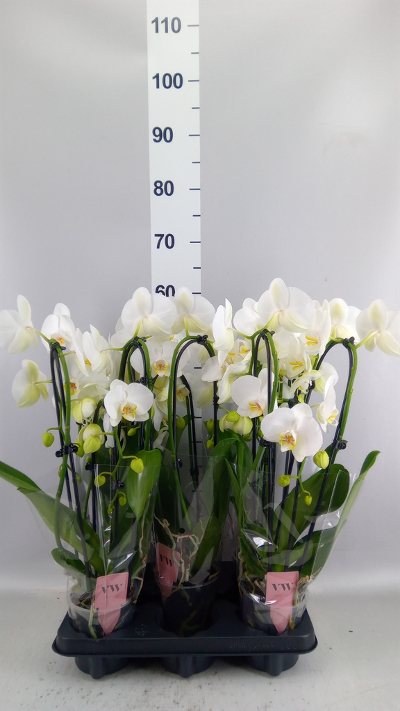 Phalaenopsis Anthura Glasgow 12Ø 50cm 3st