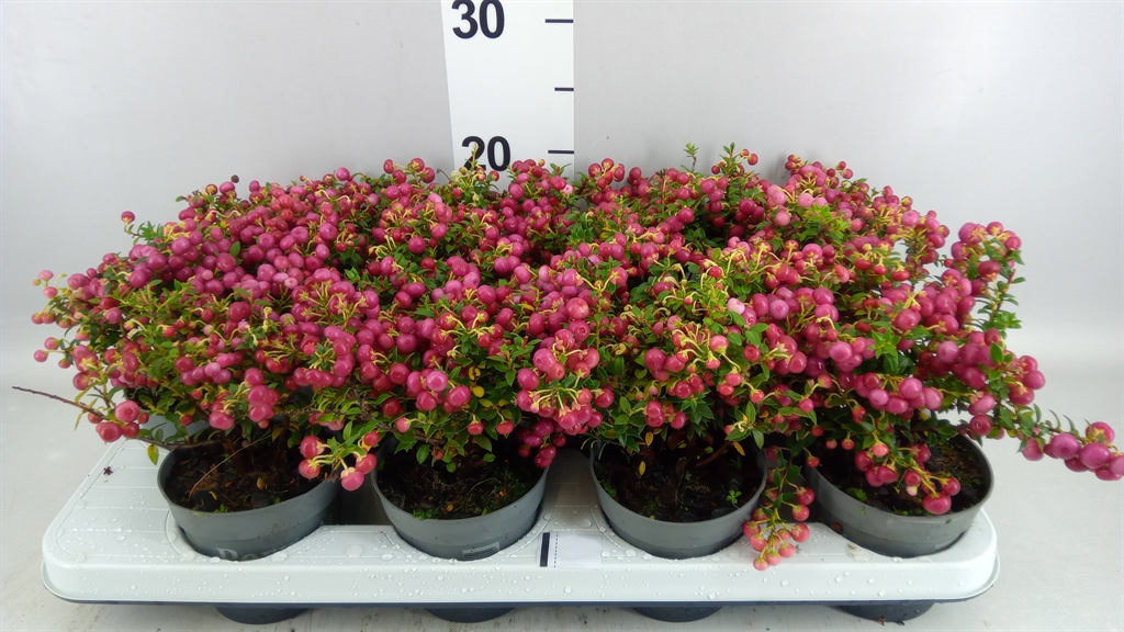 Gaultheria Red Berry 10Ø 20cm