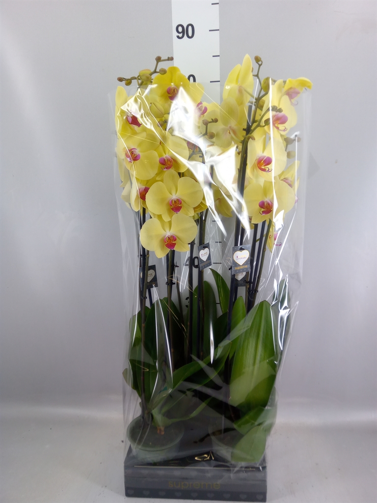 Phalaenopsis Golden Cheetah 12Ø 75cm 2st