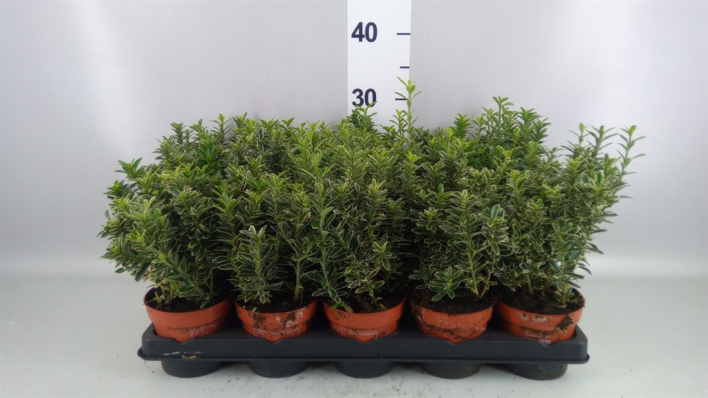 Euonymus Microphyllus Albovariegatus 11Ø 25cm