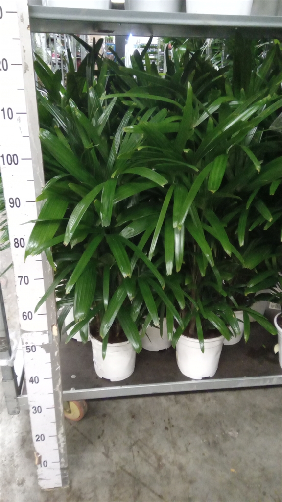 Rhapis Excelsa 21Ø 110cm