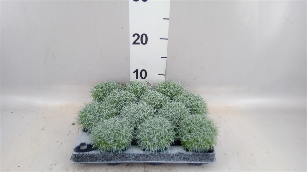 Sagina Subulata 505Ø 15cm