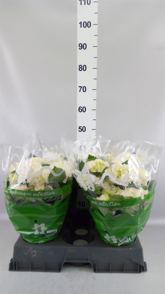 Hydrangea Schneeball 14Ø 38cm 9bl