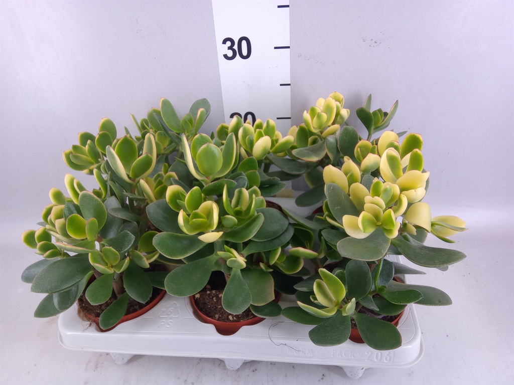 Crassula Ovata 11Ø 10cm