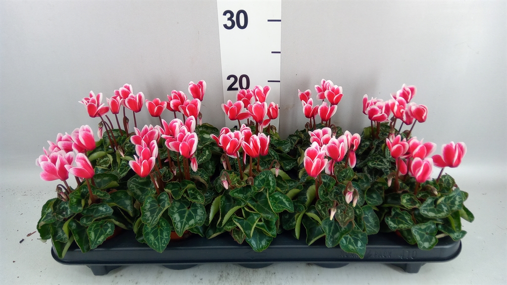 Cyclamen Persicum Metis Fantasia Artic Red 9Ø 18cm