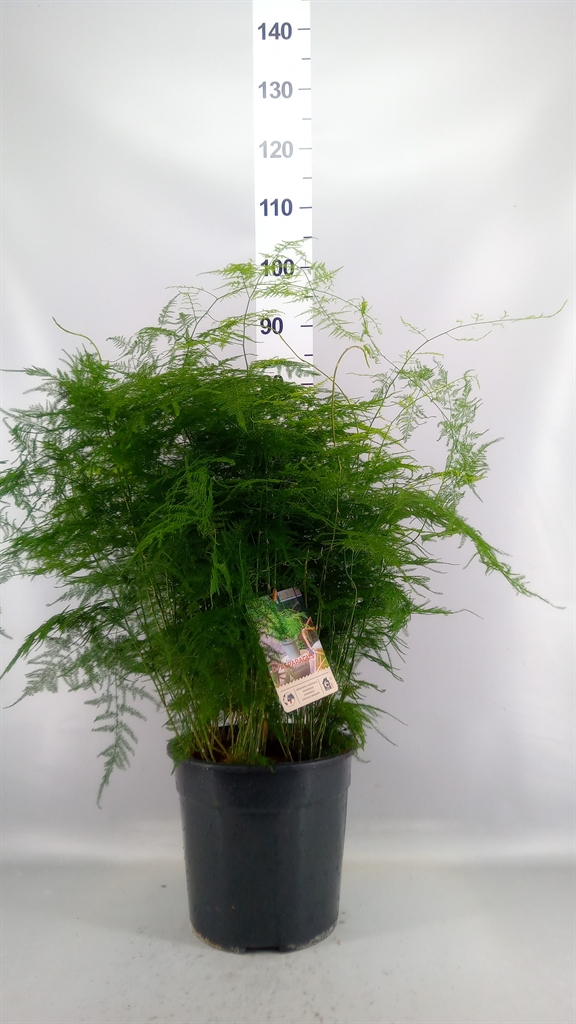 Asparagus Setaceus 27Ø 70cm
