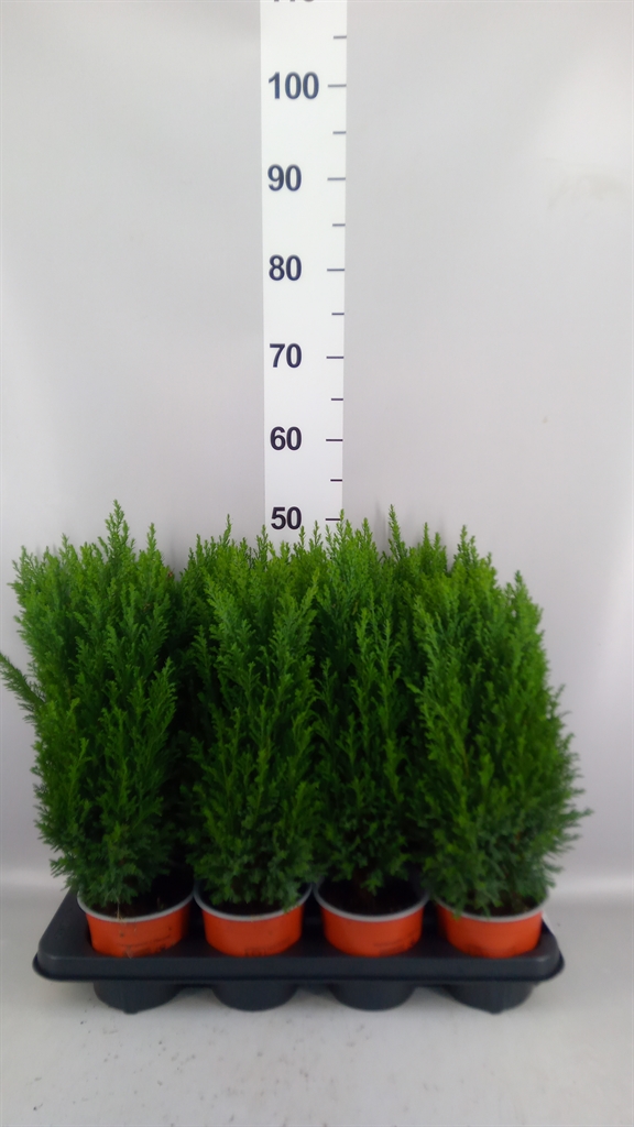 Chamaecyparis Ellwoodii 13Ø 45cm