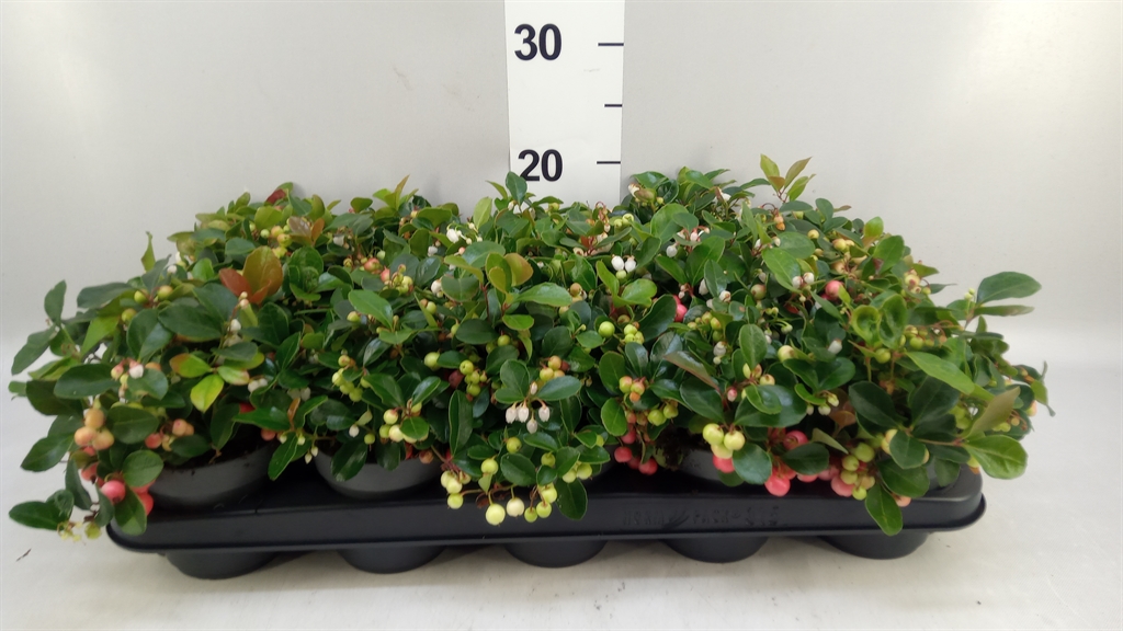 Gaultheria Big Berry 10Ø 20cm