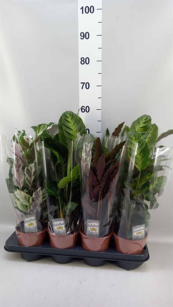 Calathea Mixed 3 Varietys 14Ø 50cm