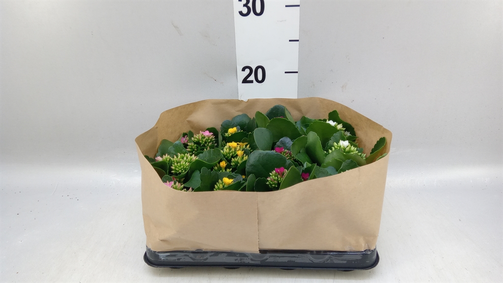 Kalan Blossfeld Ov 6Ø 10cm