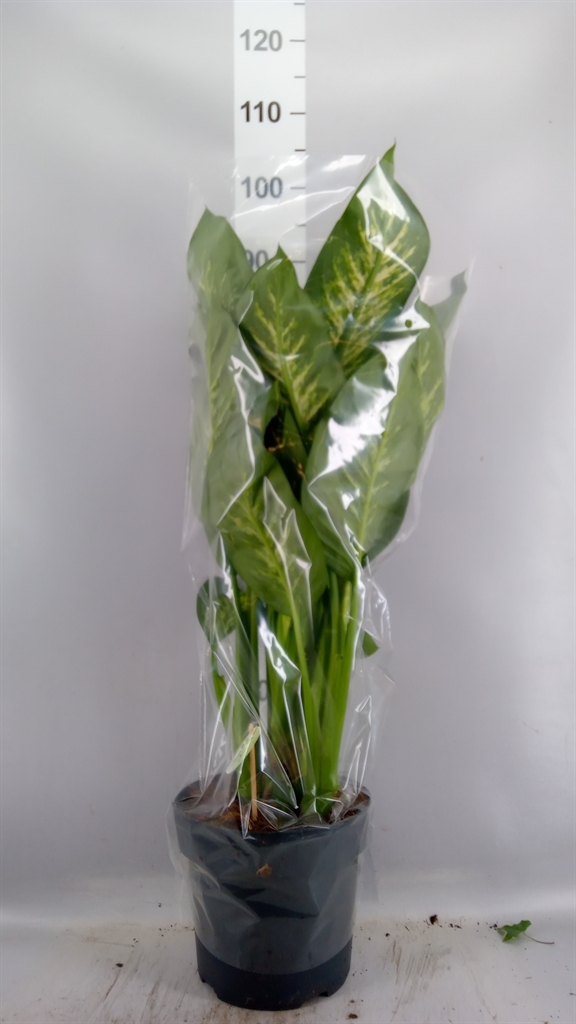 Dieff Seguine Reva 24Ø 75cm