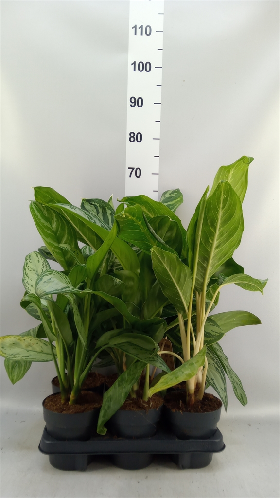 Aglaonema Mix 14Ø 45cm