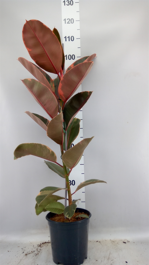 Ficus Belize 21Ø 100cm