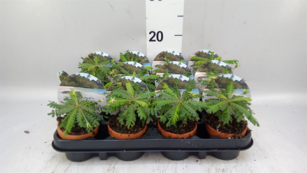 Biophytum Sensitivum