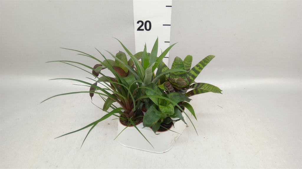 Bromelia Mix 5Ø 15cm