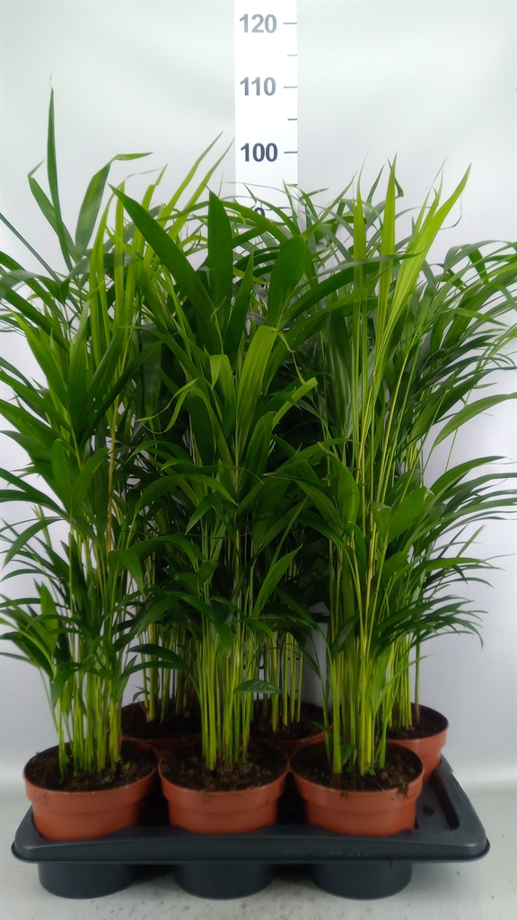 Dypsis Lutescens 17Ø 85cm