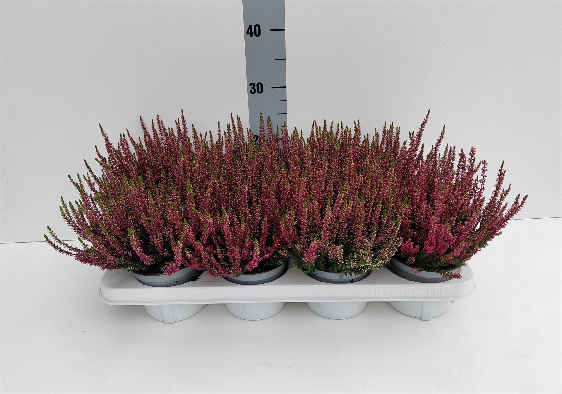 Calluna Vulgaris Beauty Ladies Linda 12Ø 25cm