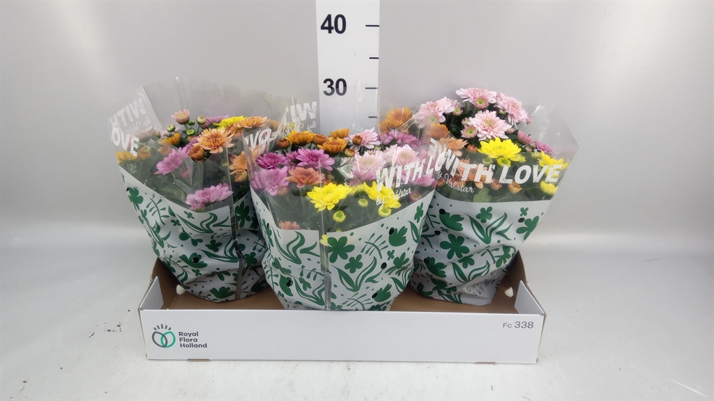 Chrysanth Elixer 23Ø 28cm