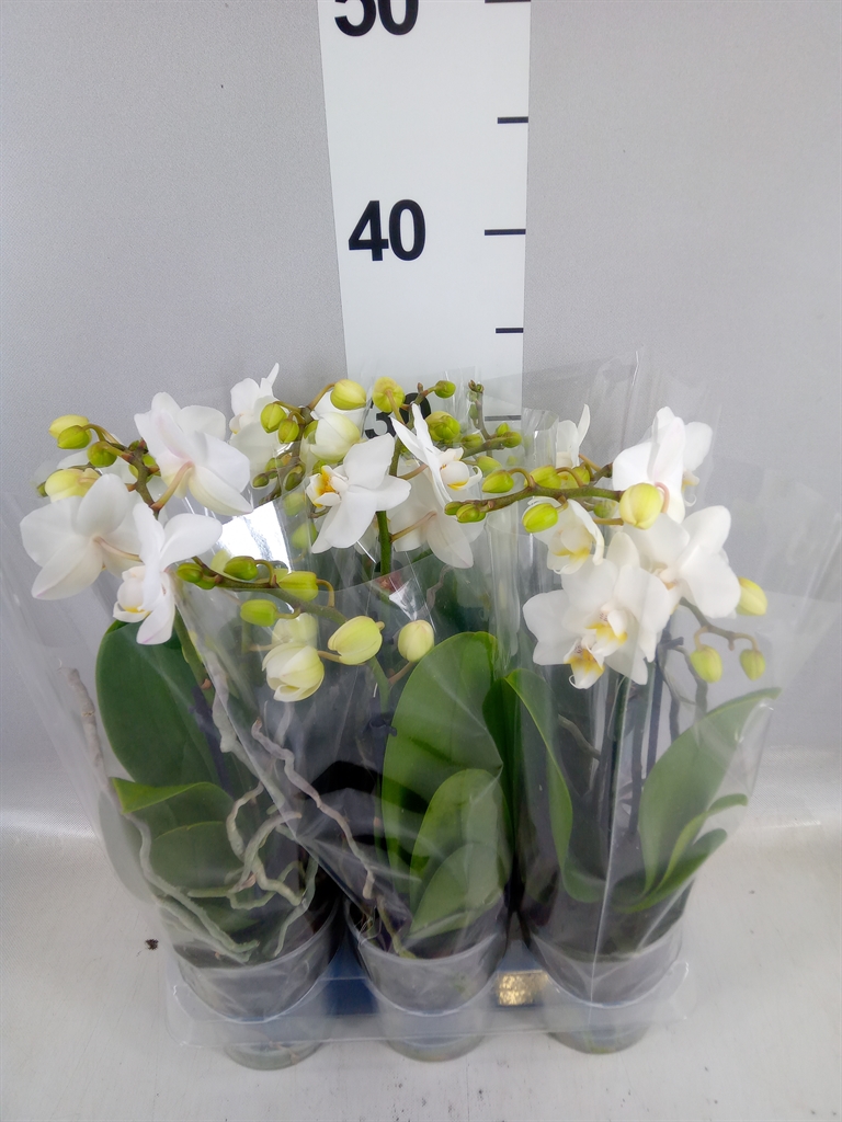 Phalaenopsis Multiflora Snowflake 9Ø 35cm 2st