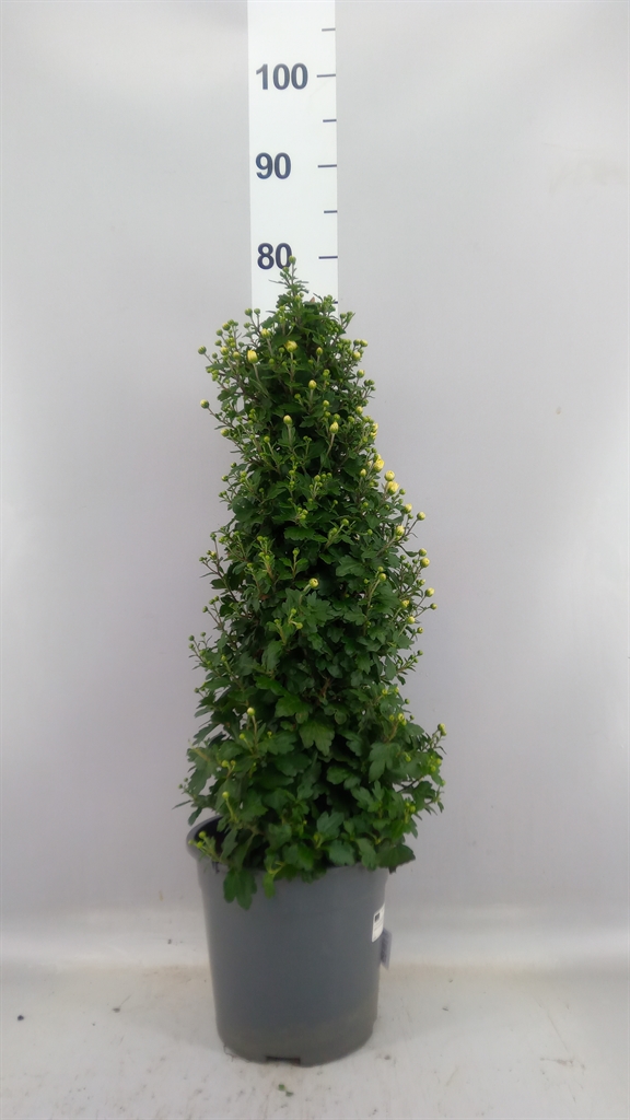 Chrysanth Novelty 21Ø 70cm