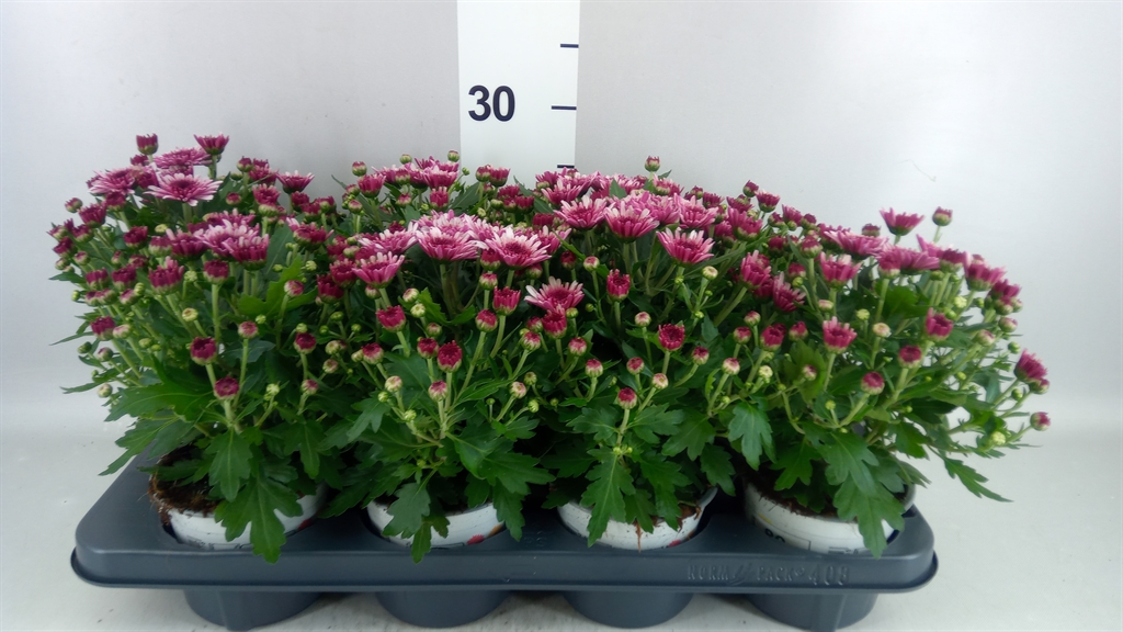 Chrysanthemum Podium Pink Bicolor 12Ø 24cm