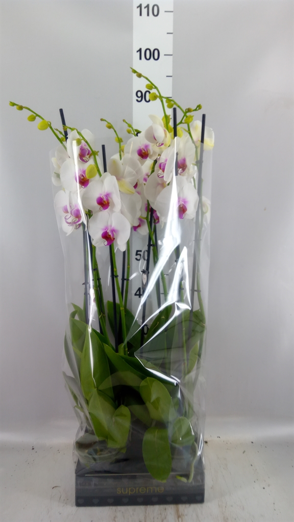 Phalaenopsis Red Lips 12Ø 75cm 2st