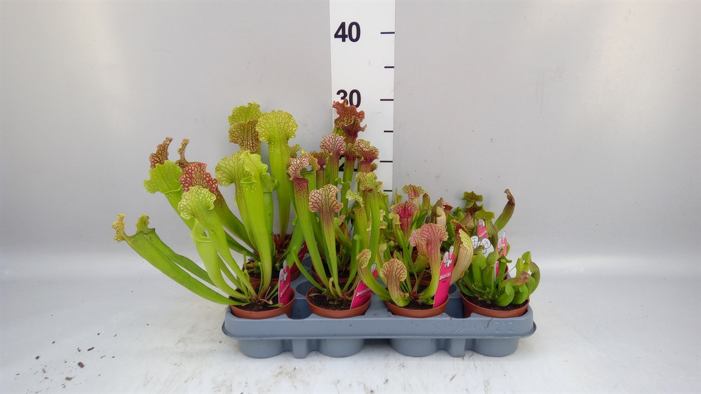 Sarracenia Overig 508Ø 30cm