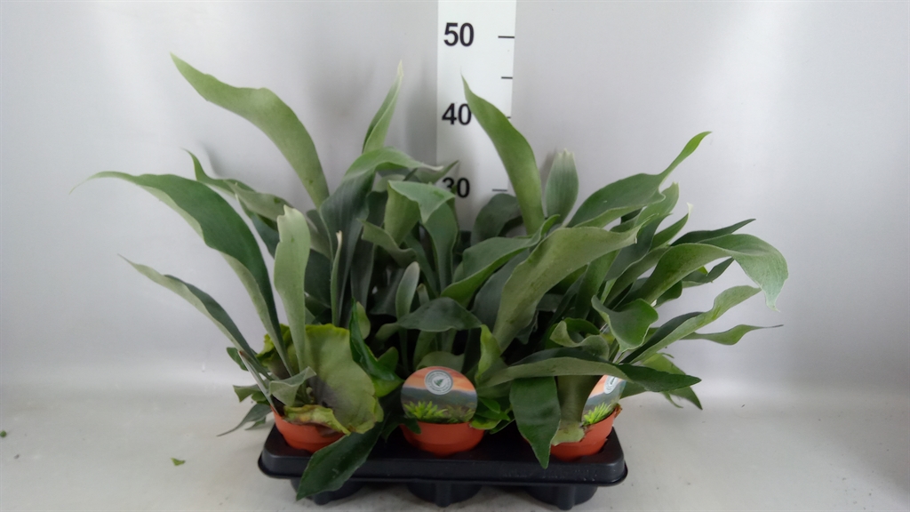 Platycerium Bifurcatum 12Ø 40cm