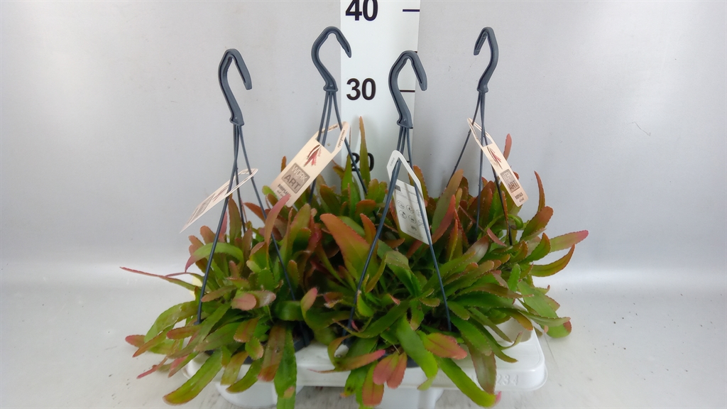 Rhipsalis Ov 14Ø 30cm
