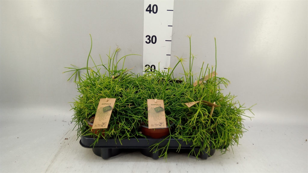 Rhipsalis Baccifera Oasis 12Ø 18cm