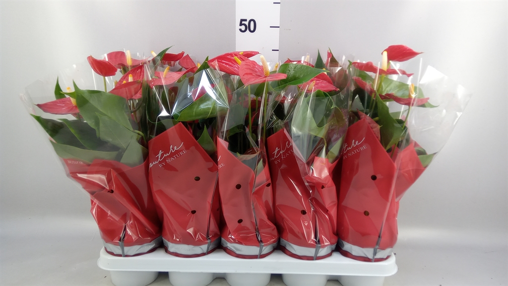 Anthurium Esudo 12Ø 40cm