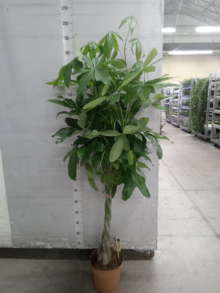 Pachira Aquatica 27Ø 160cm