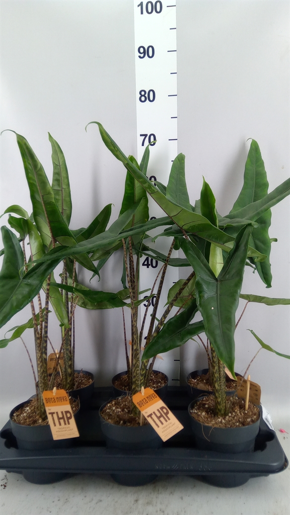 Alocasia Zebrina 14Ø 60cm