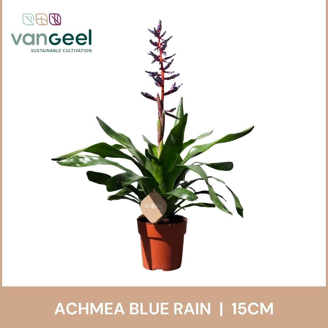 Aechmea Blue Rain 15Ø 75cm